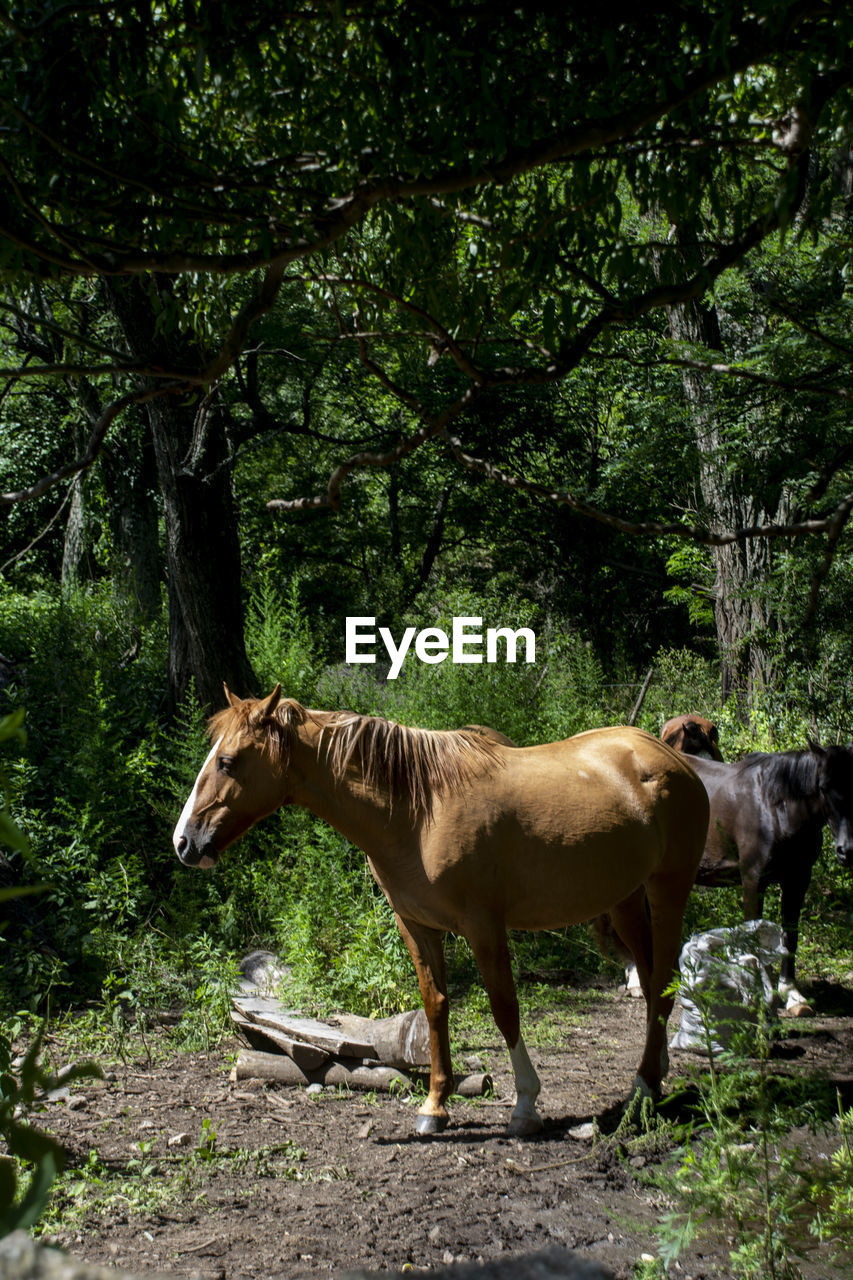 Horse standing in a field
