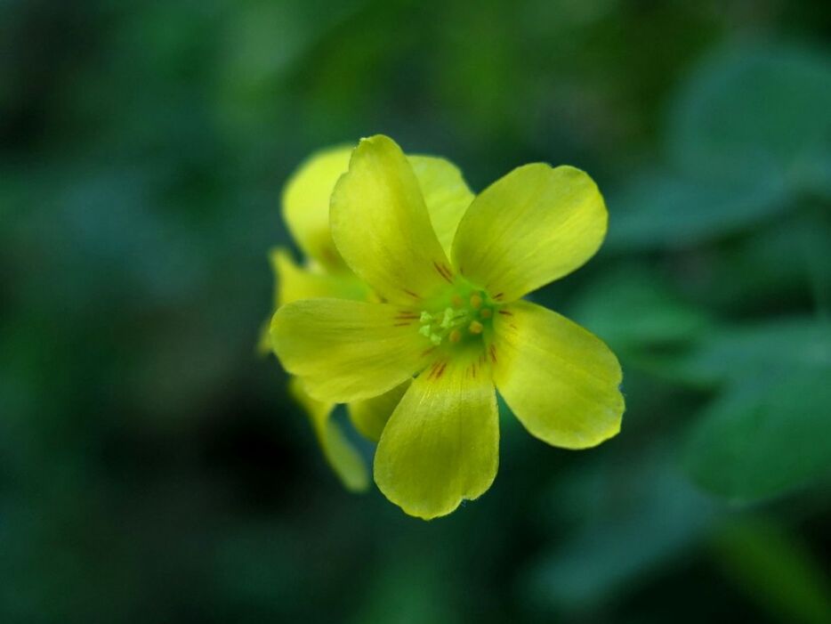 CLOSE-UP OF YELLOW FLOWERS