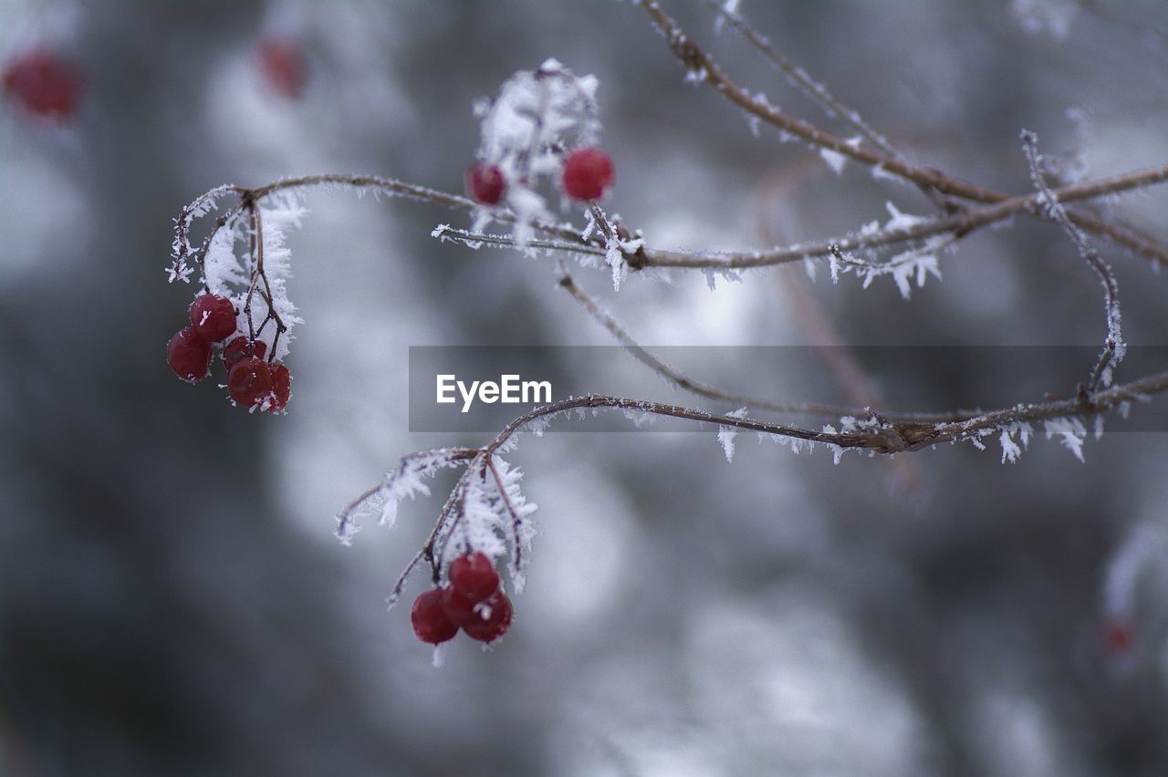 Close-up of frozen berries