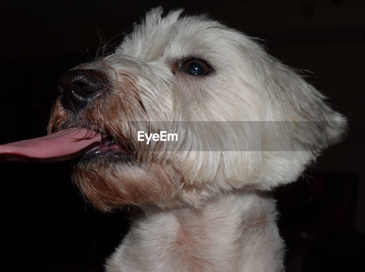 Close-up of west highland white terrier dog in darkroom