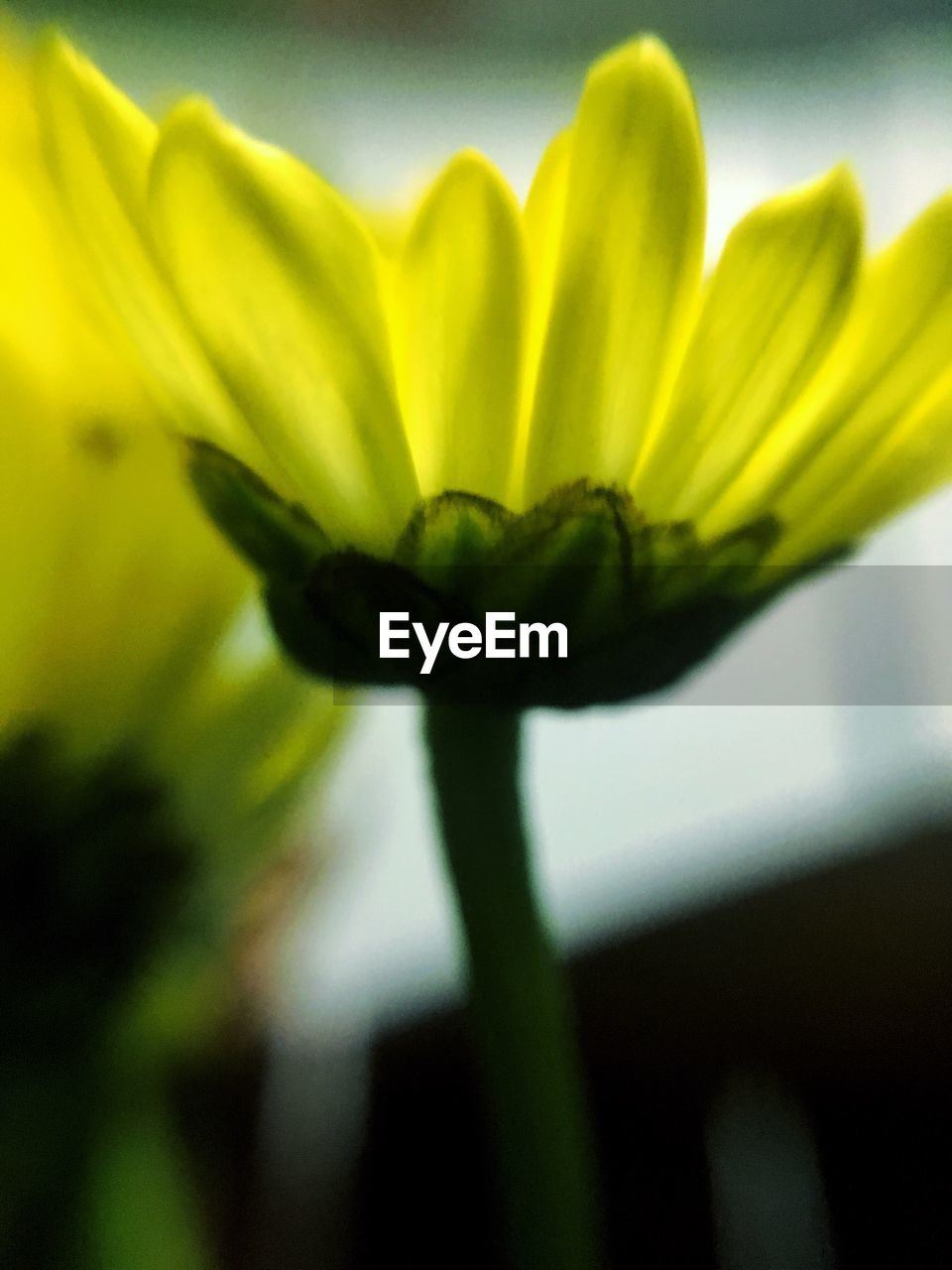 CLOSE-UP OF YELLOW FLOWERS