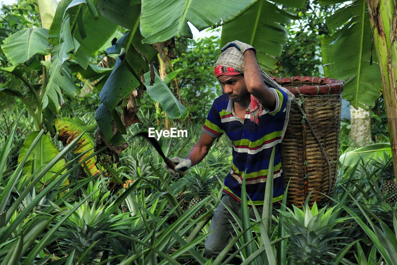 Worker working in pineapple field with a basket attached on the back