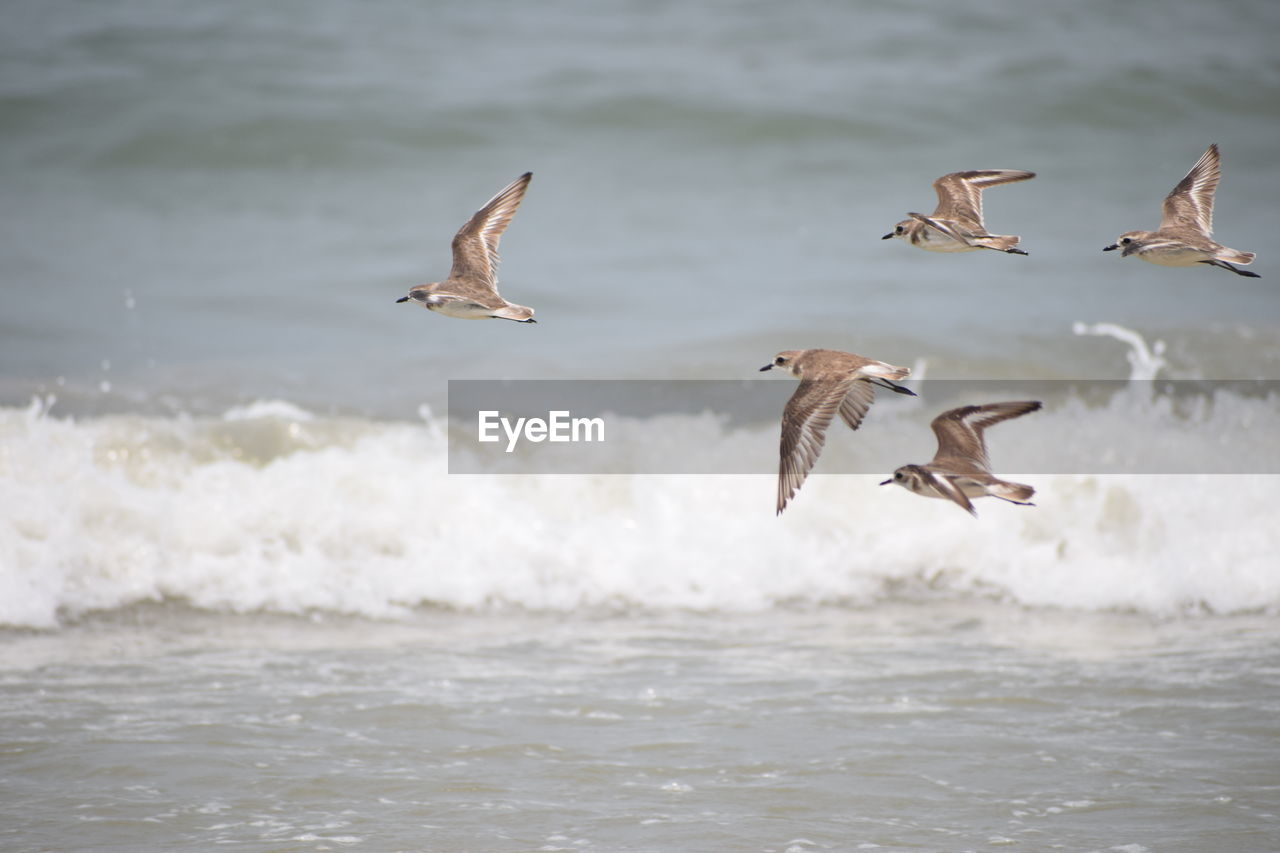 SEAGULLS FLYING IN SEA