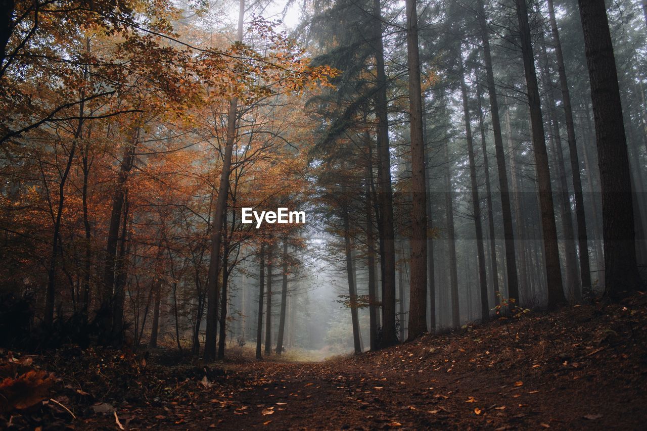 Trees in forest during autumn