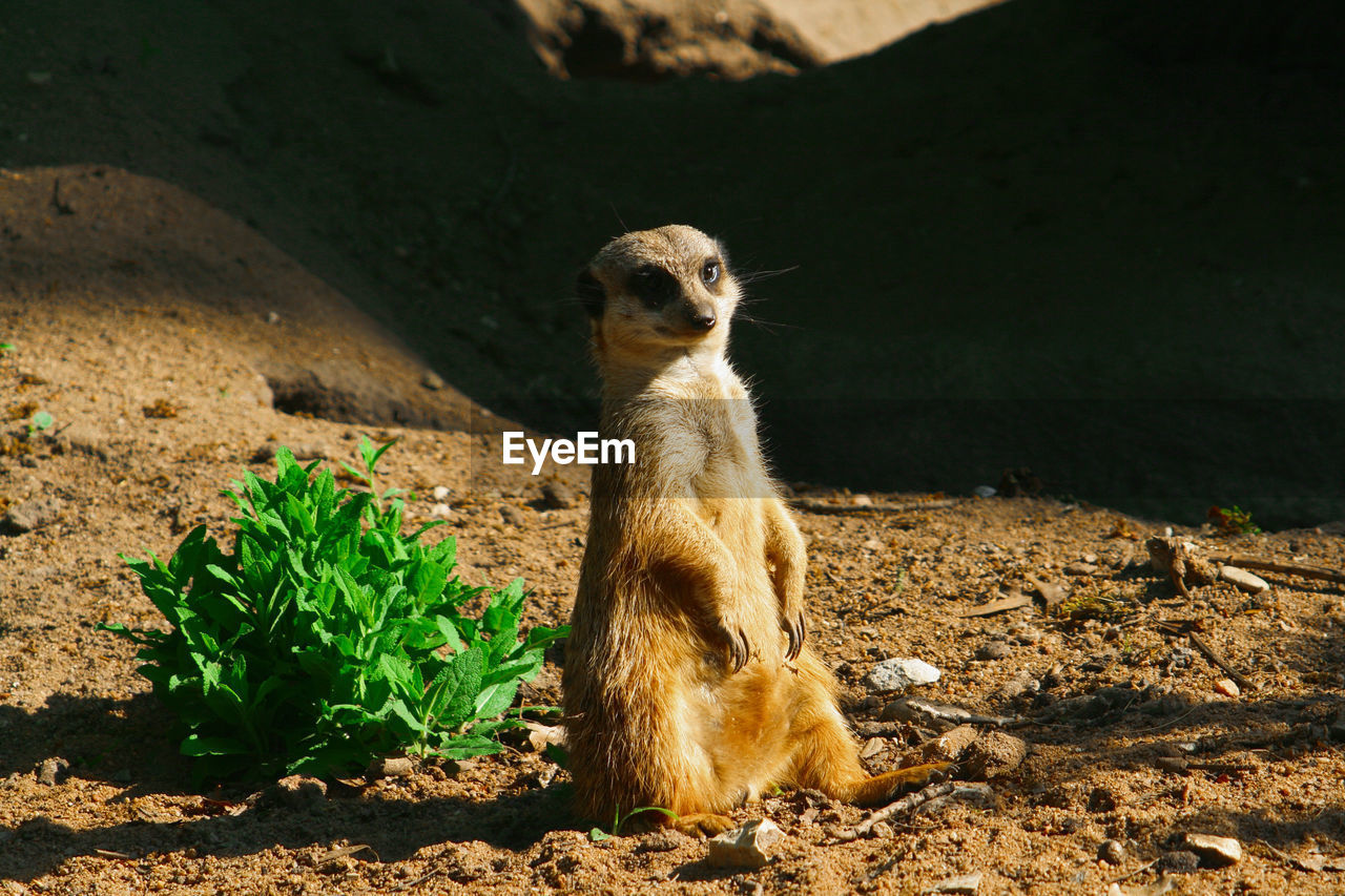 Portrait of meerkat sitting on field