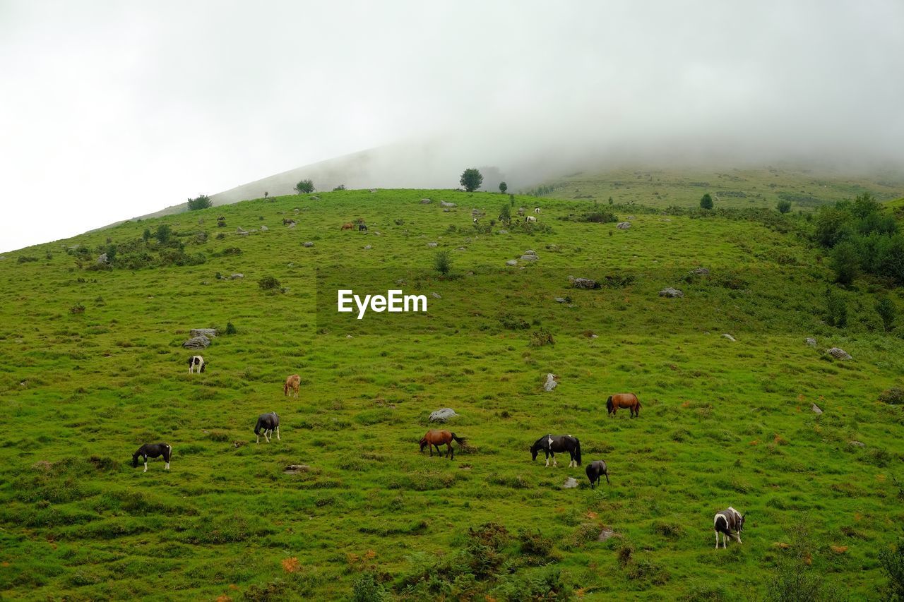 High angle view of horses on landscape