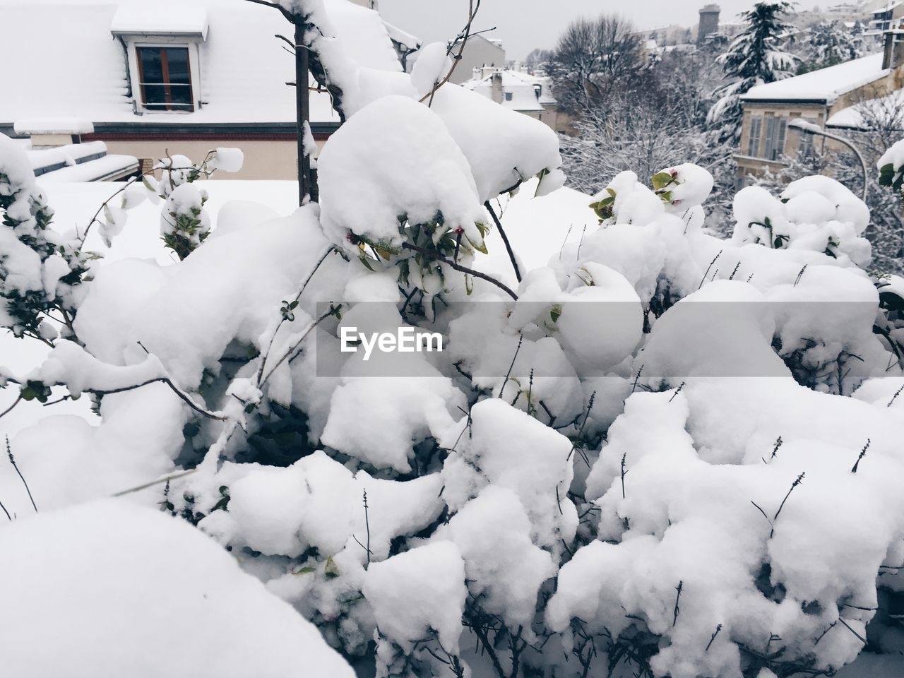 SNOW COVERED PLANTS AND TREES ON FIELD AGAINST HOUSE