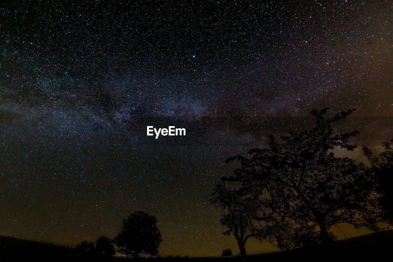 Low angle view of silhouette trees against starry sky