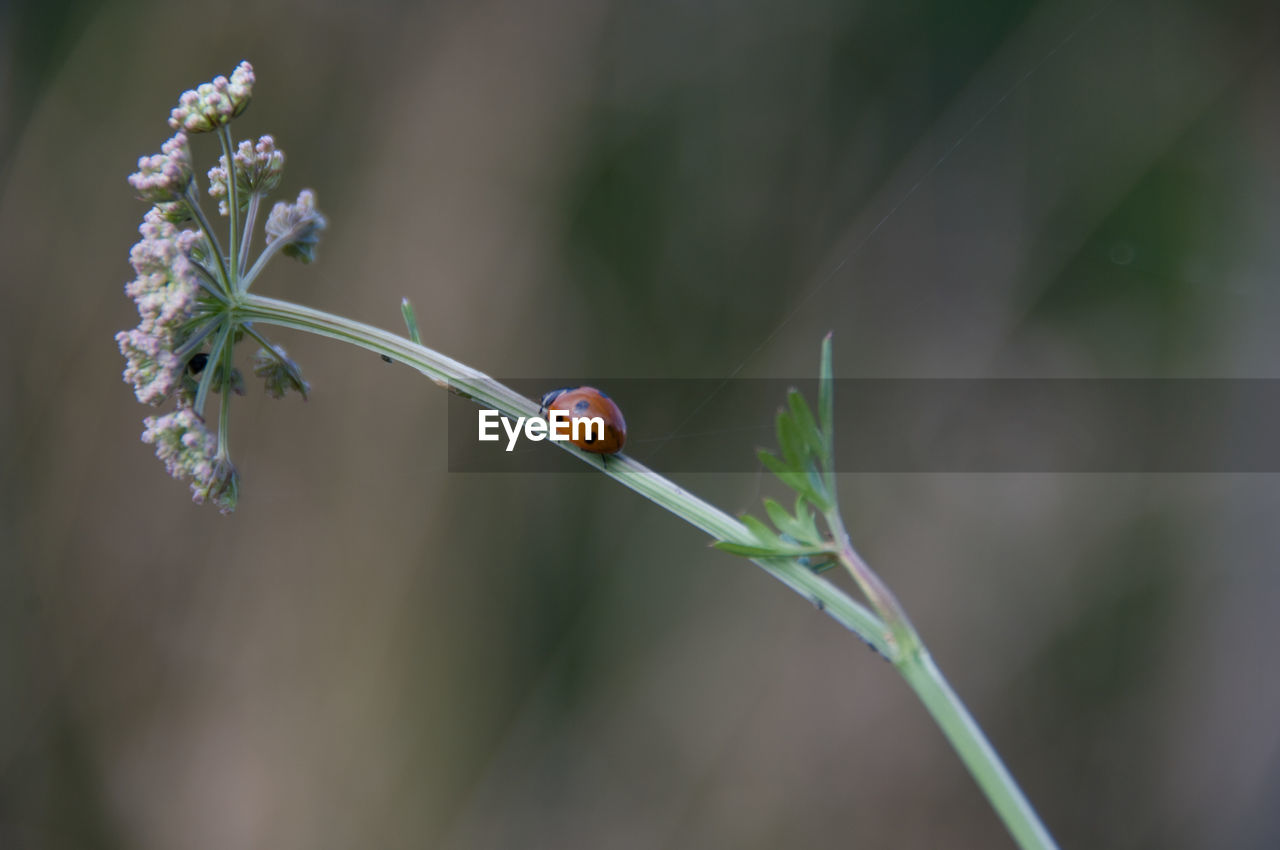 Close-up of insect on plant