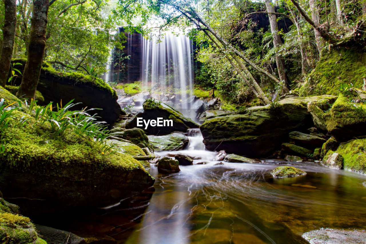 Scenic view of waterfall in rainforest