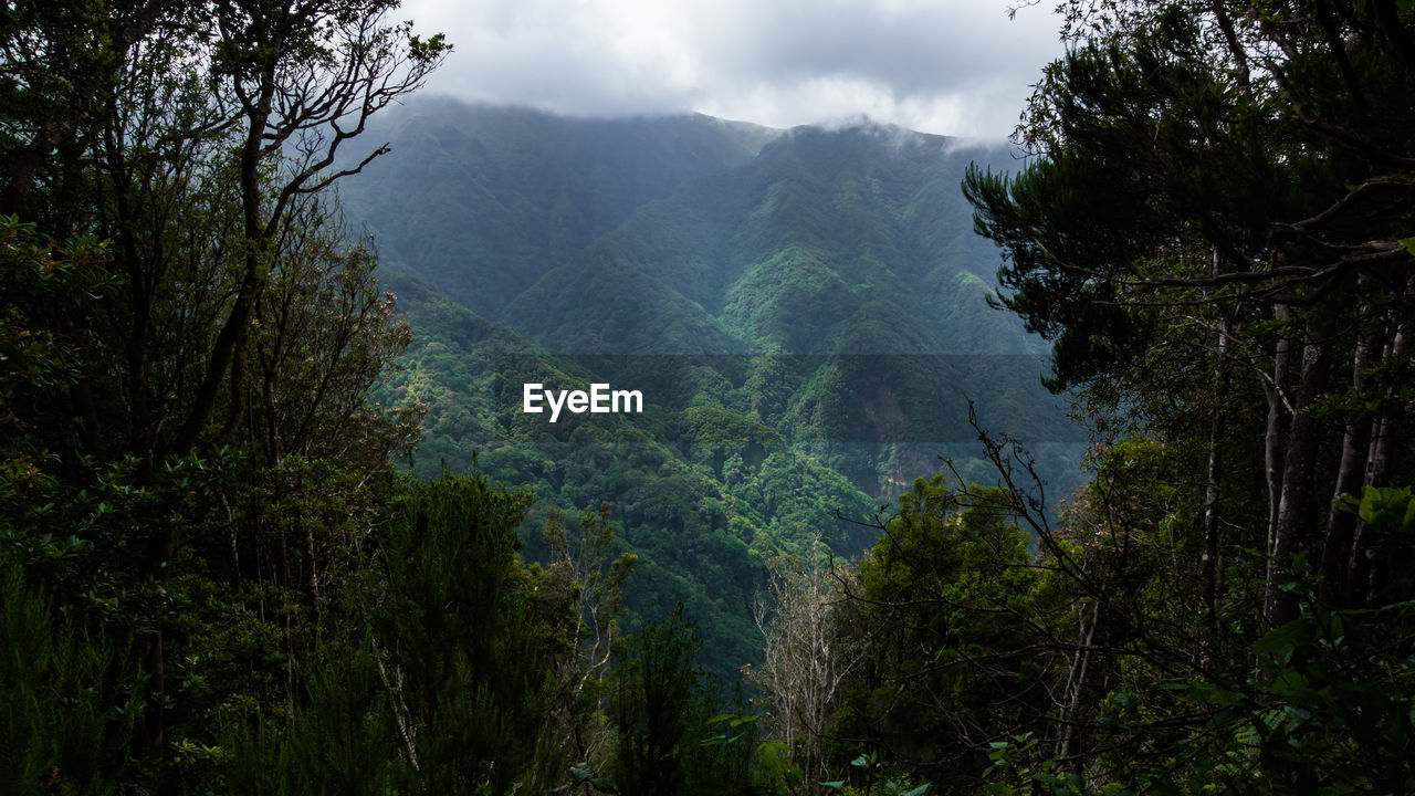 Scenic view of trees and mountains against sky