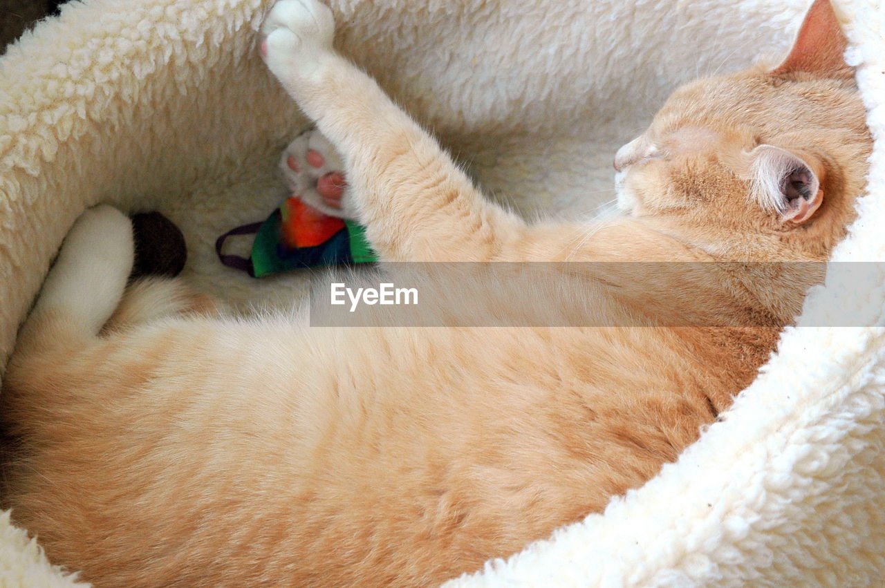 Kitten relaxing at home in his bed.