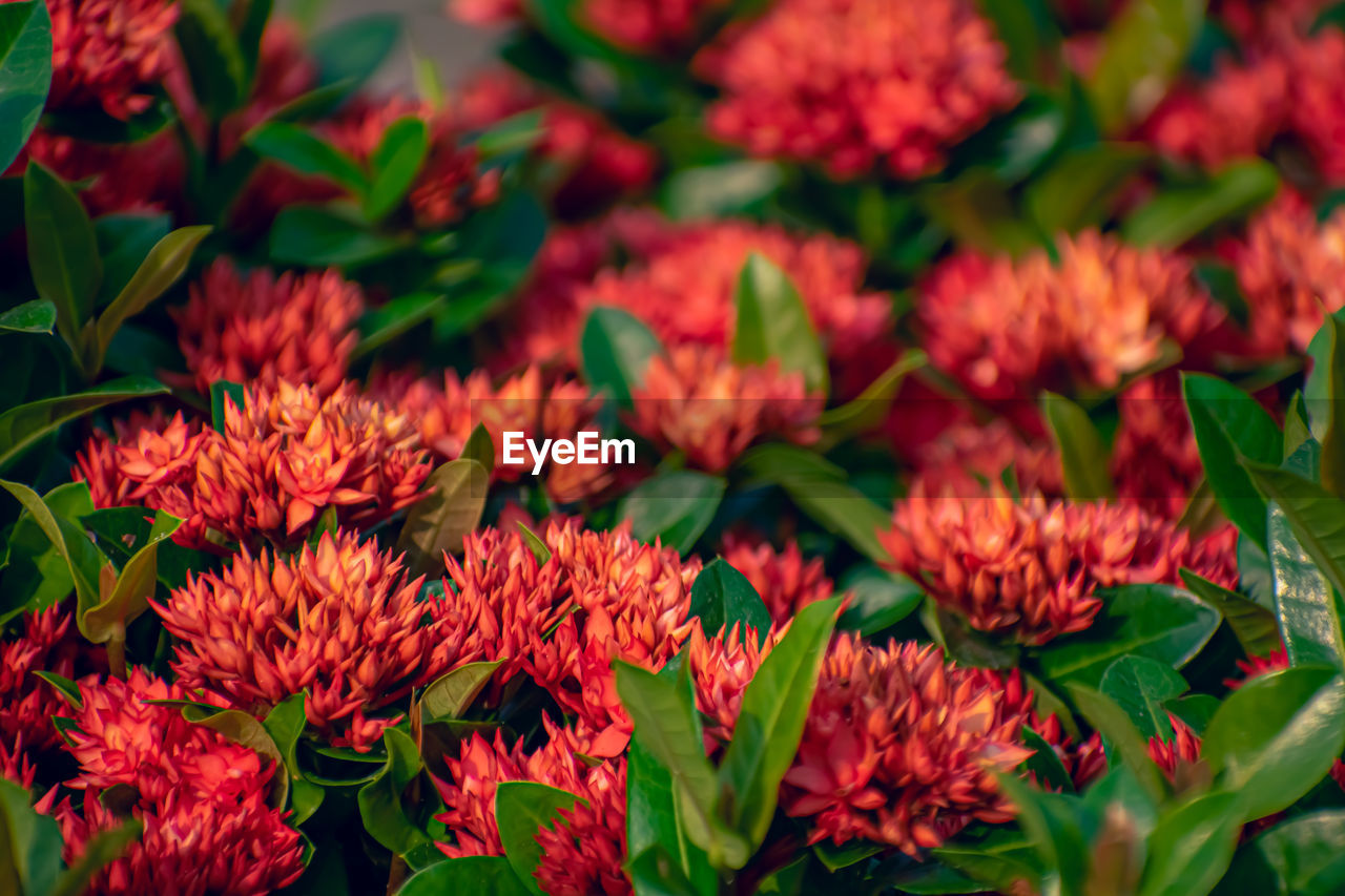 Ixora is a genus of flowering plants in the family rubiaceae. 