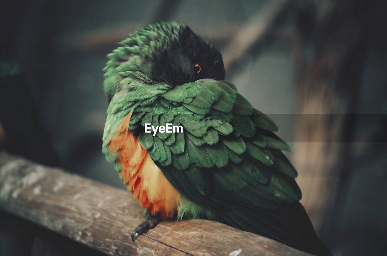 CLOSE-UP OF PARROT PERCHING ON TREE BRANCH