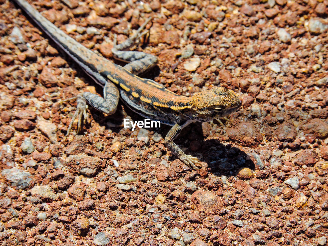 High angle view of lizard on ground