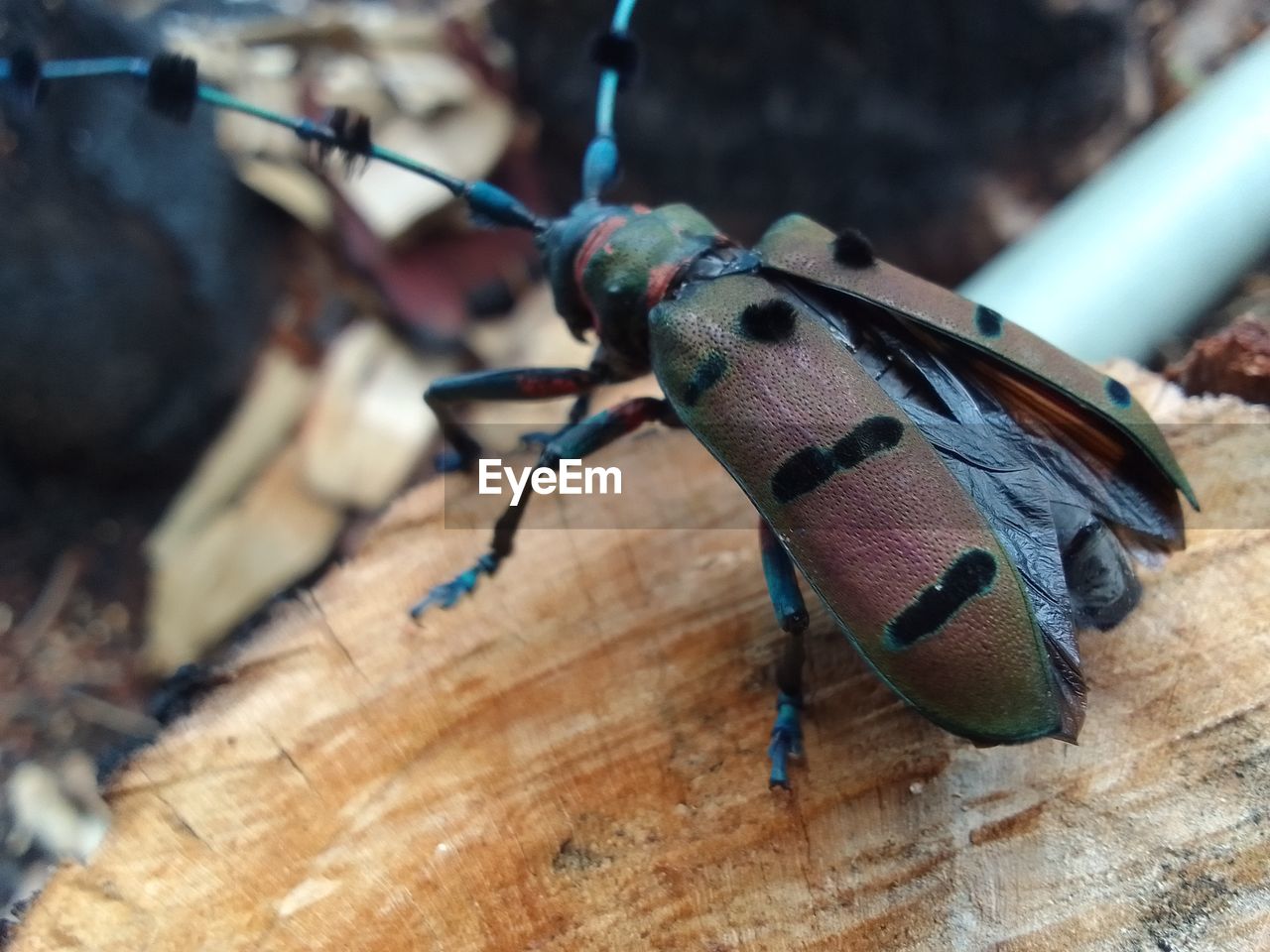 Close-up of insect