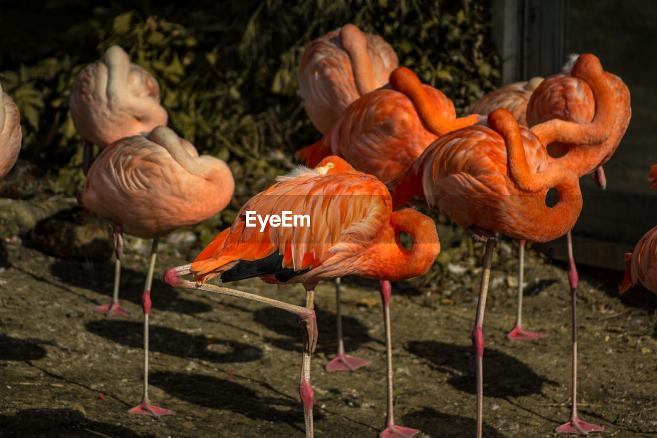 CLOSE-UP OF FLAMINGOS