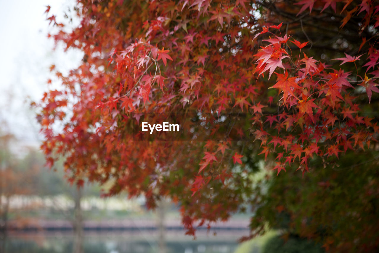 LOW ANGLE VIEW OF TREE AGAINST SKY