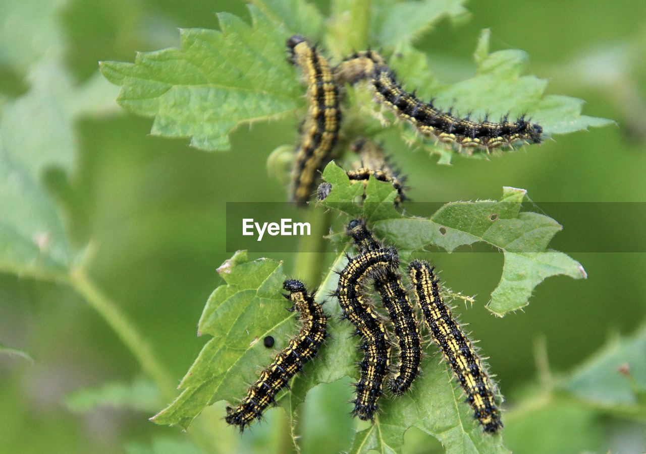 CLOSE-UP OF CATERPILLAR ON LEAF