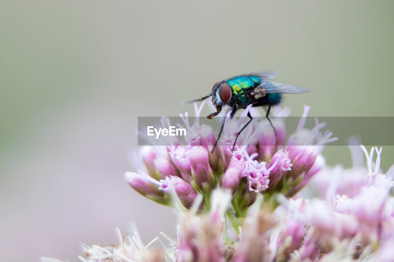 CLOSE-UP OF INSECT ON PURPLE FLOWER