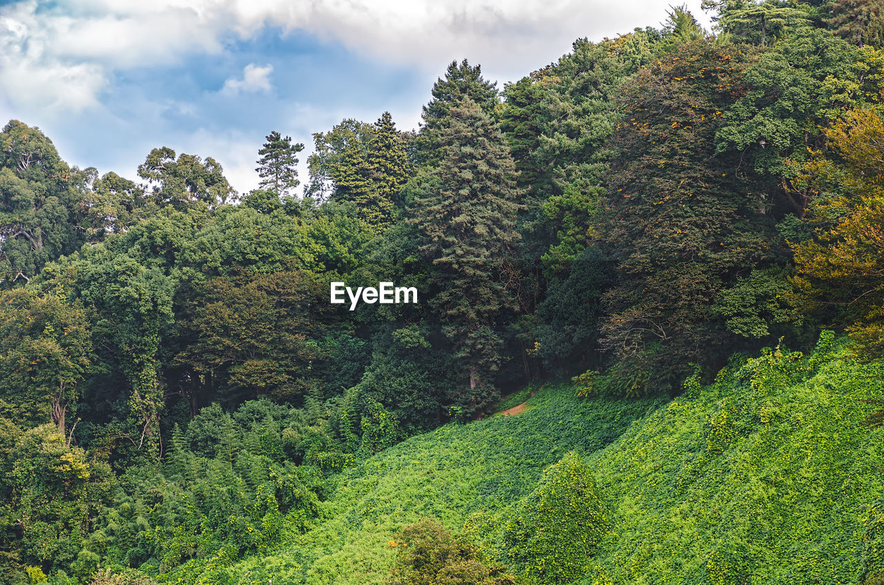 PLANTS IN FOREST