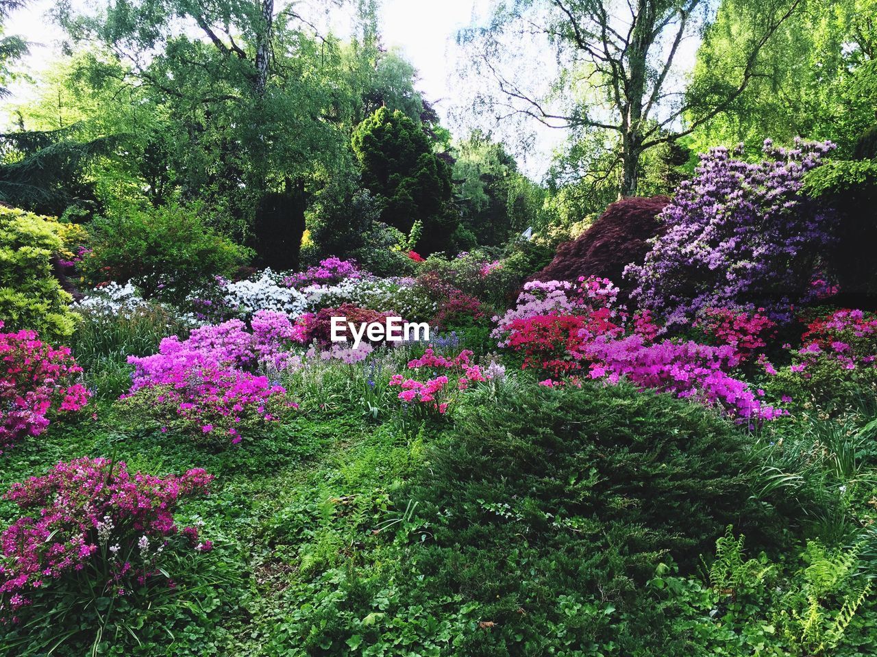 Pink flowers blooming on tree