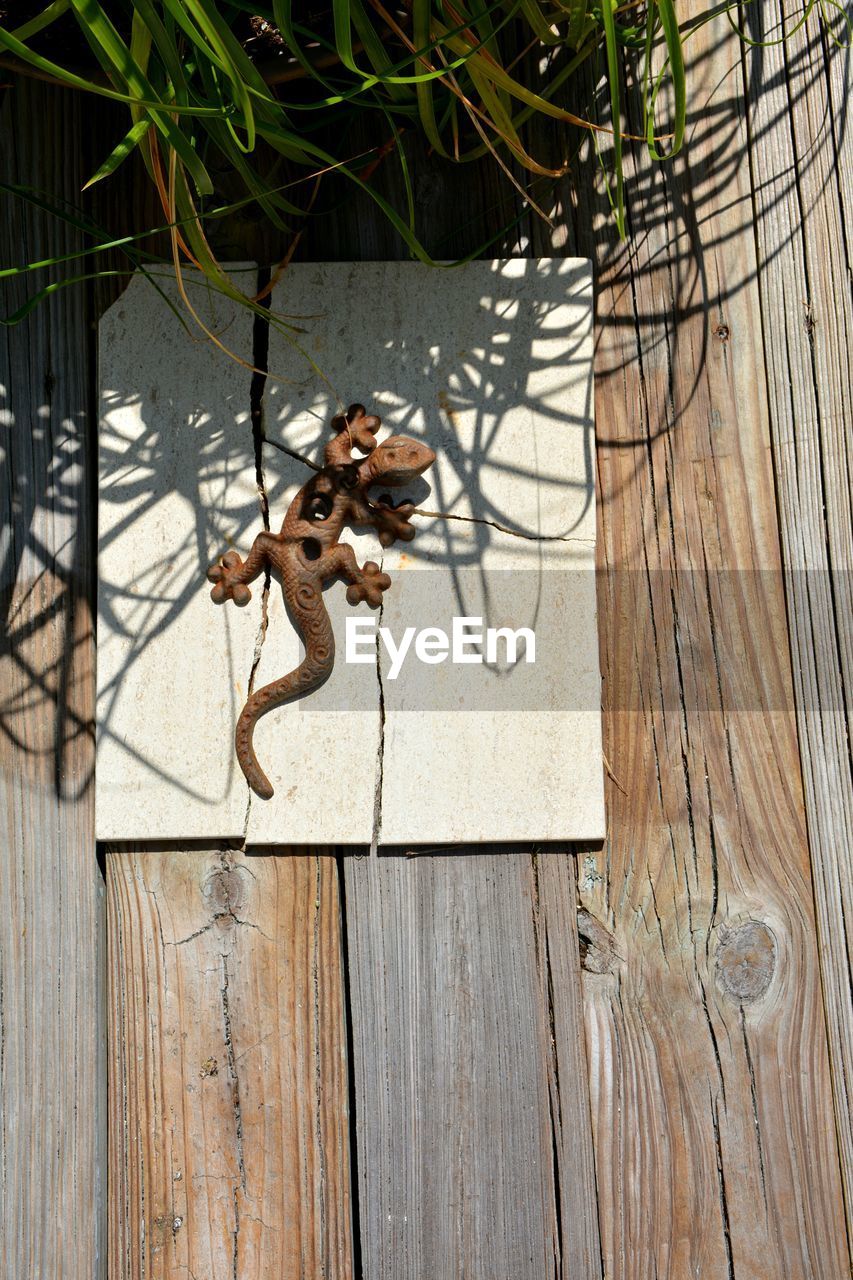 CLOSE-UP OF LIZARD ON WOOD