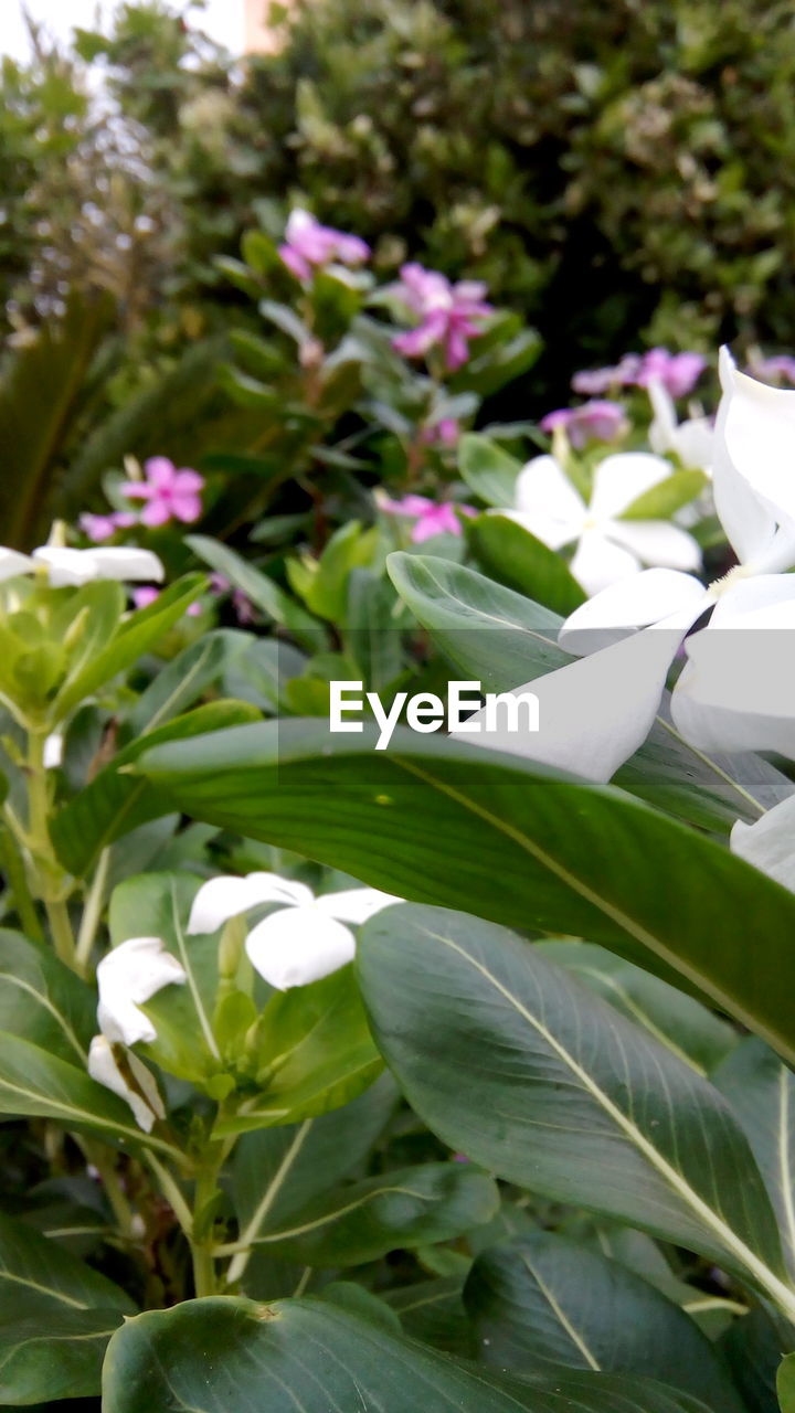 CLOSE-UP OF WHITE FLOWERS BLOOMING