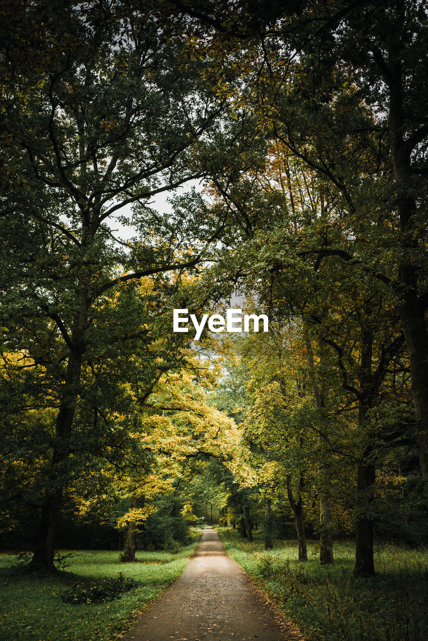 Road amidst trees during autumn