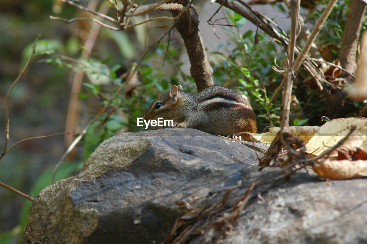 Chipmunk climbing on rocks
