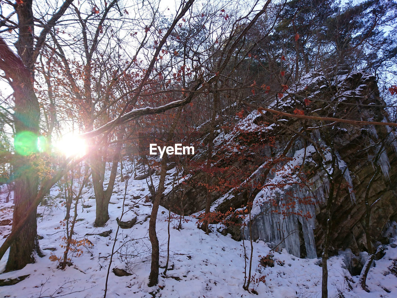 TREES ON SNOW COVERED LANDSCAPE DURING WINTER