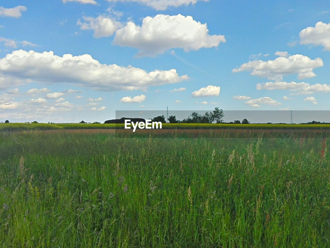 AGRICULTURAL FIELD AGAINST SKY