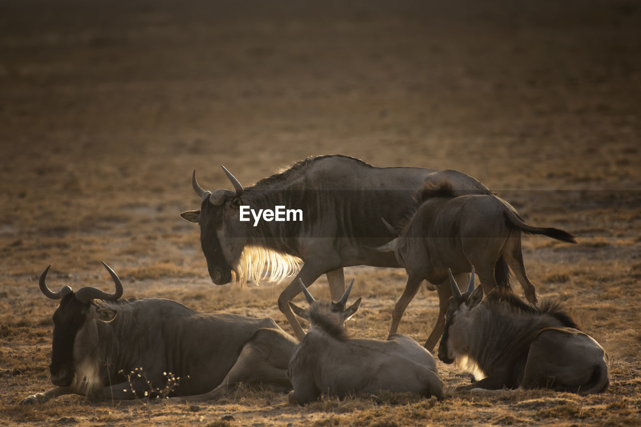 HORSES ON THE FIELD