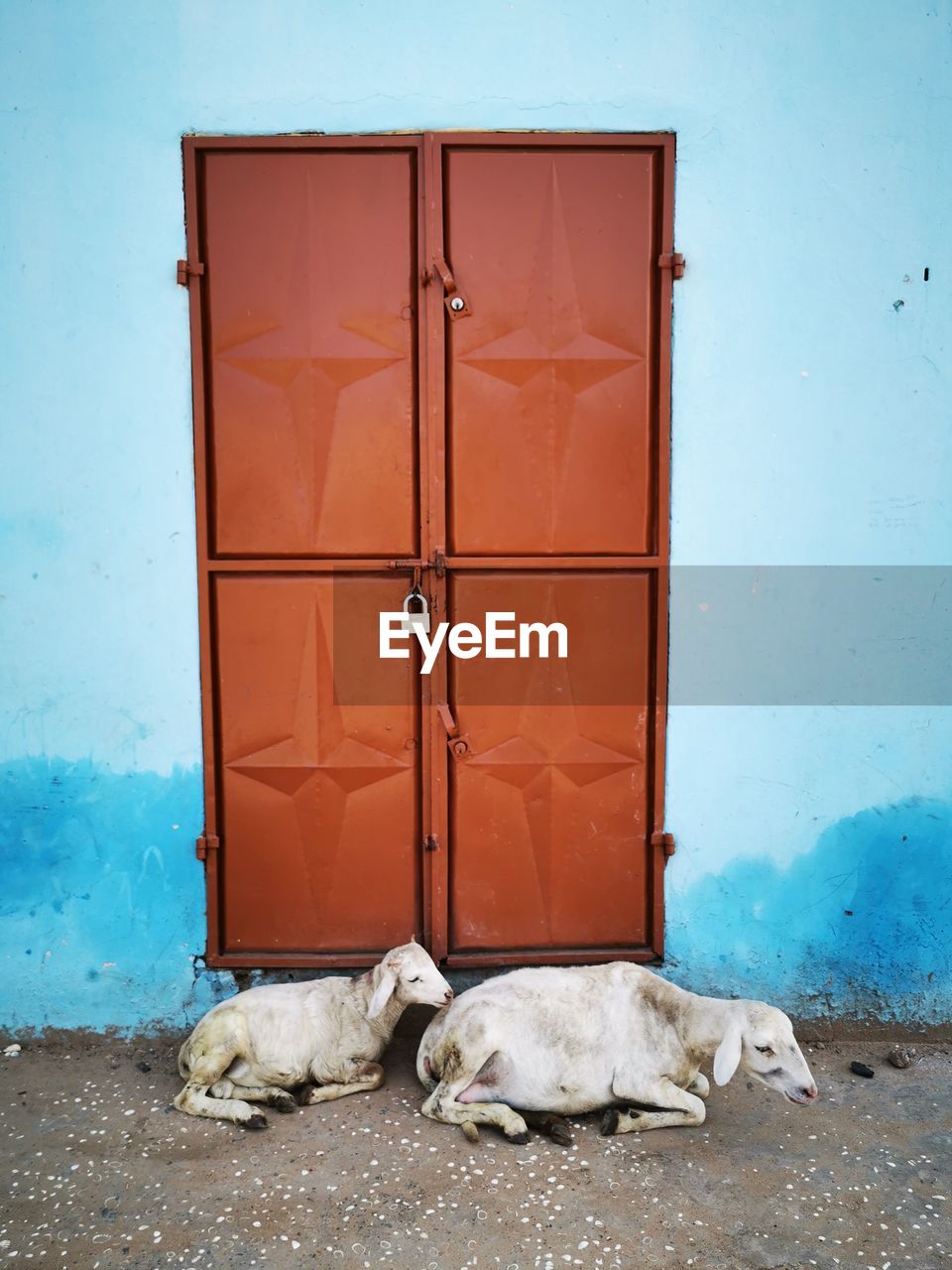 VIEW OF A DOG WITH CLOSED BLUE DOOR