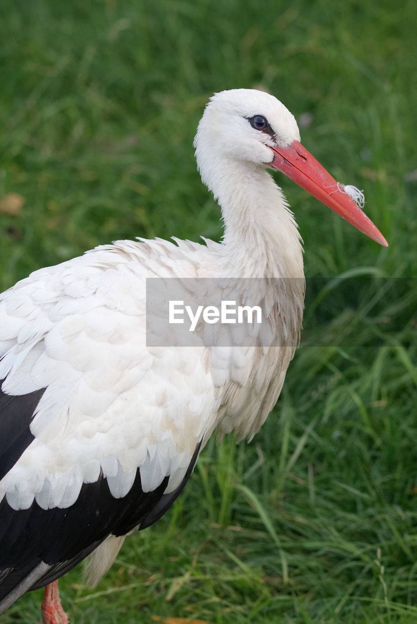 animal themes, bird, animal, animal wildlife, white stork, wildlife, one animal, stork, beak, ciconiiformes, animal body part, nature, grass, wing, white, plant, no people, feather, focus on foreground, outdoors, close-up, full length, day, side view, portrait