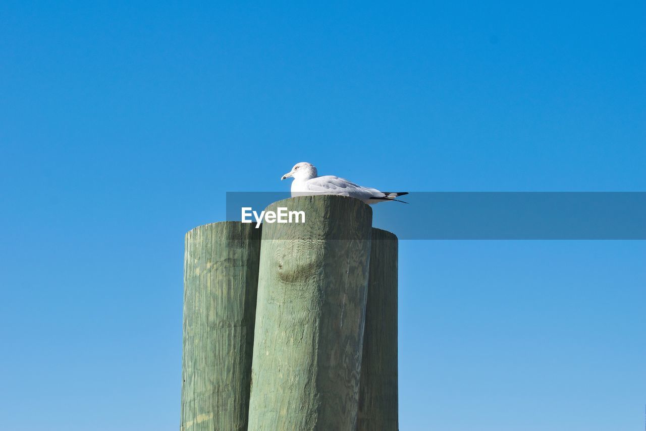 SEAGULL PERCHING ON WOODEN POST AGAINST CLEAR SKY