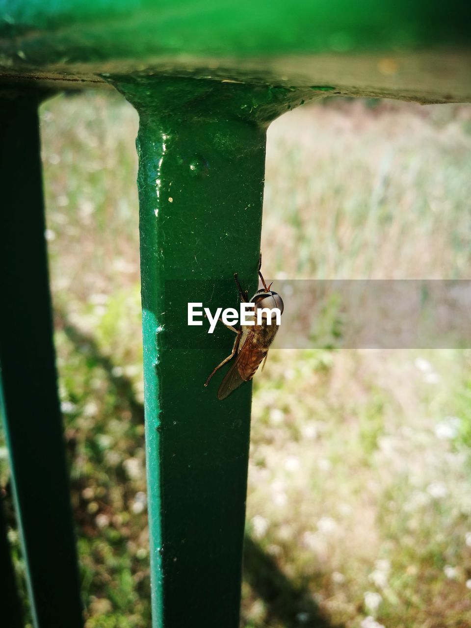 CLOSE-UP OF INSECT