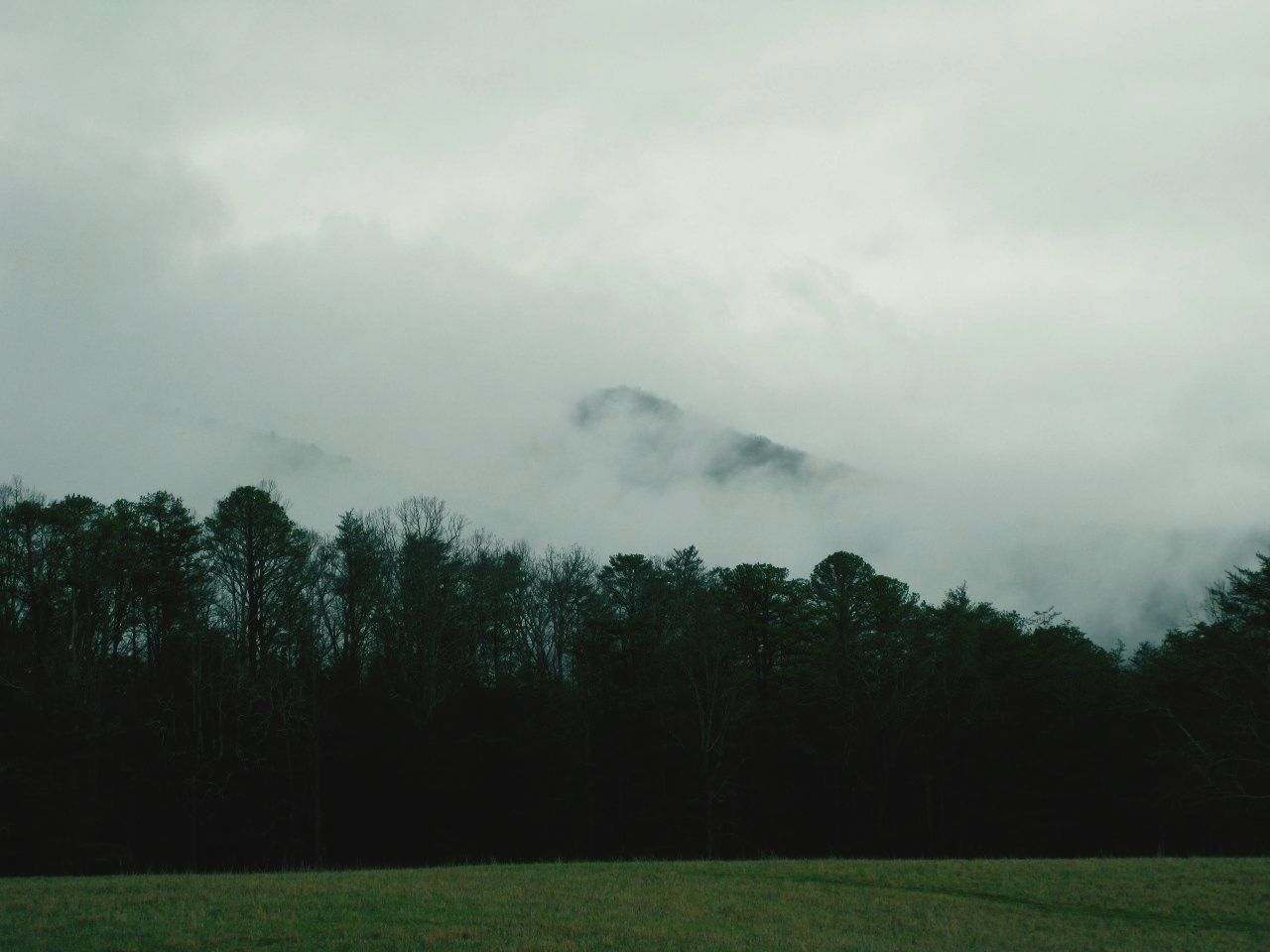 TREES AGAINST SKY