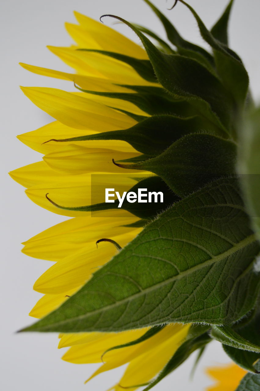 Close-up of yellow flower