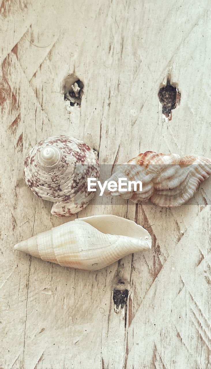 CLOSE-UP OF SHELL ON TABLE