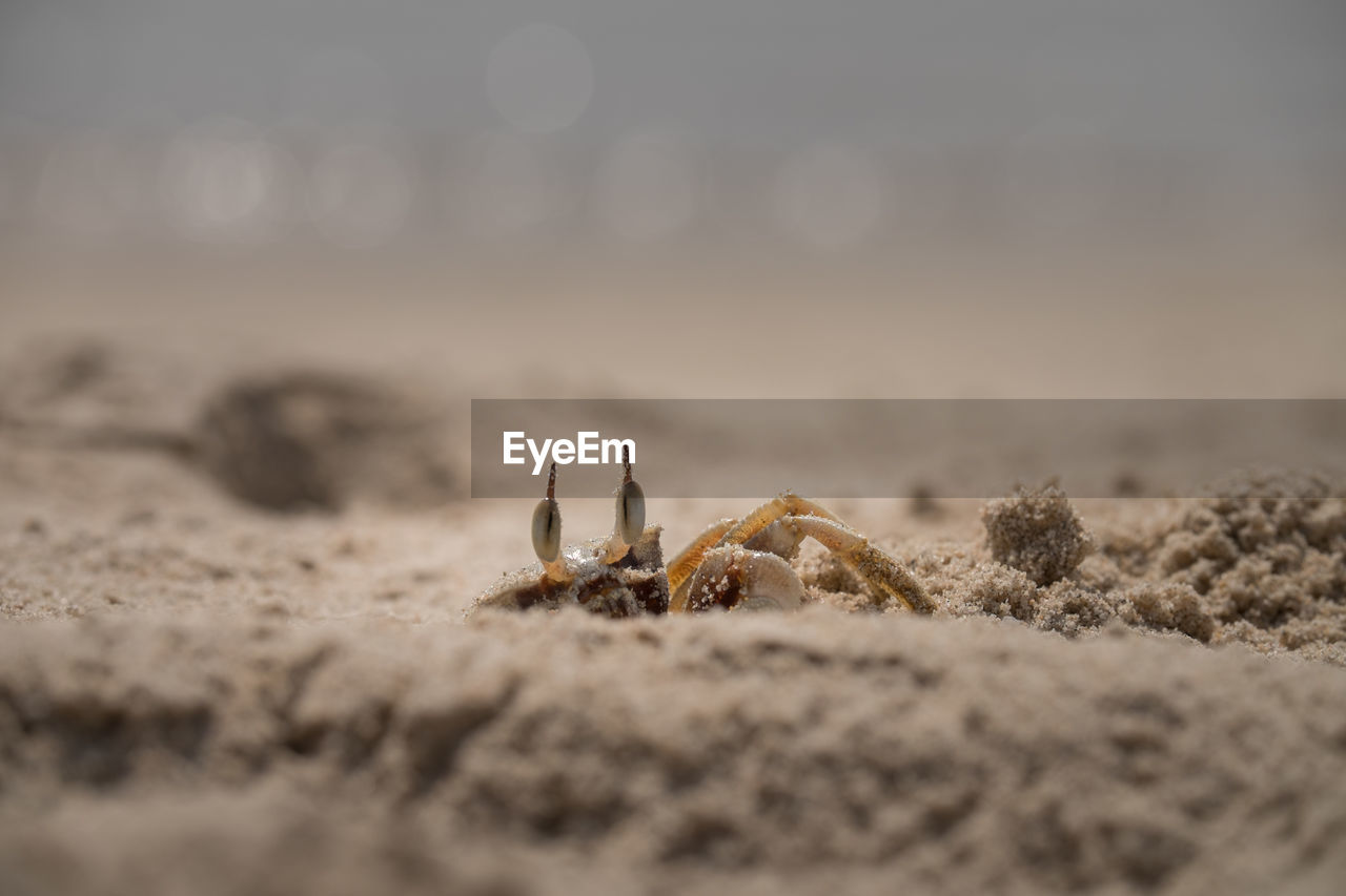 Ghost crab lives on the beach.