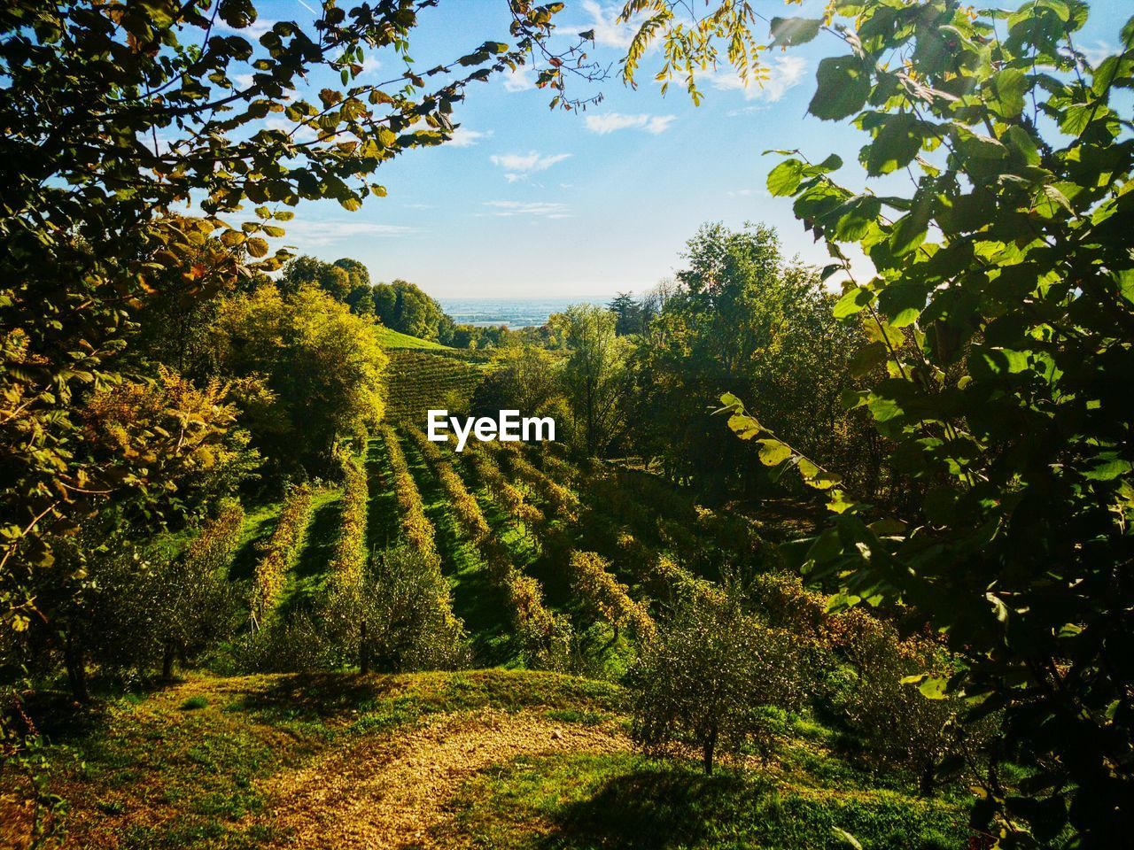 Close-up of fresh green trees against sky