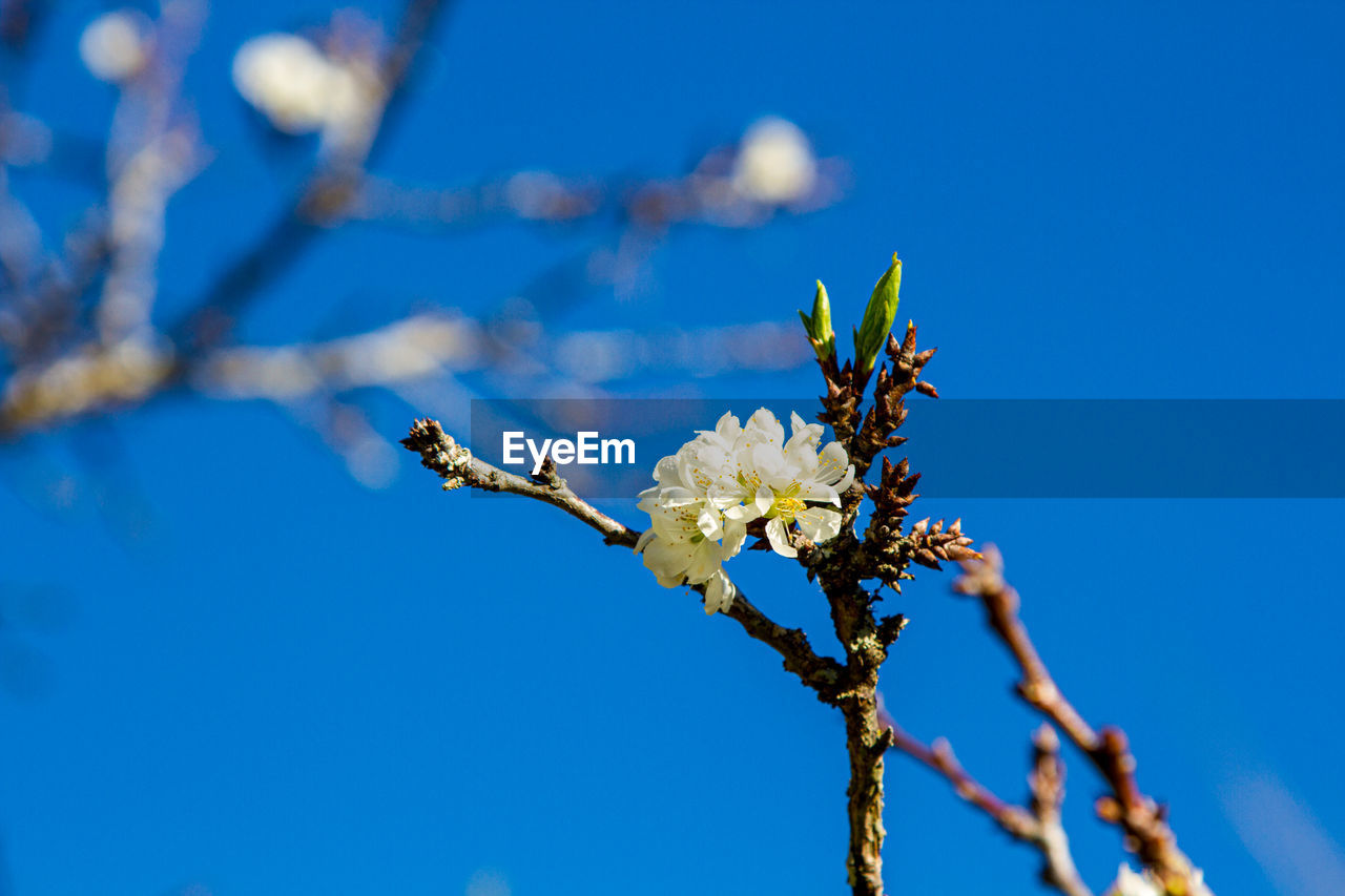 Low angle view of cherry blossom against blue sky