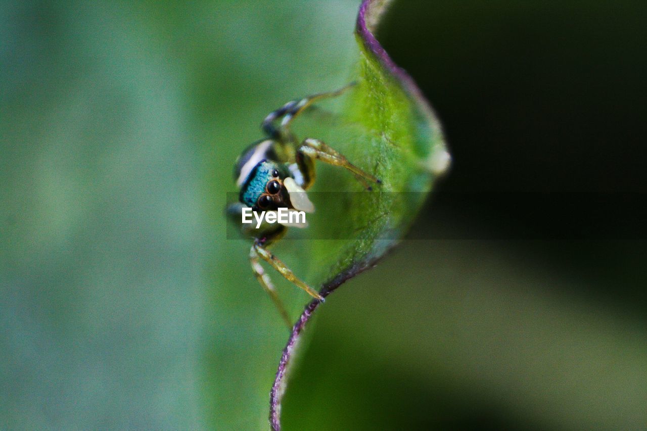 Close-up of insect on plant