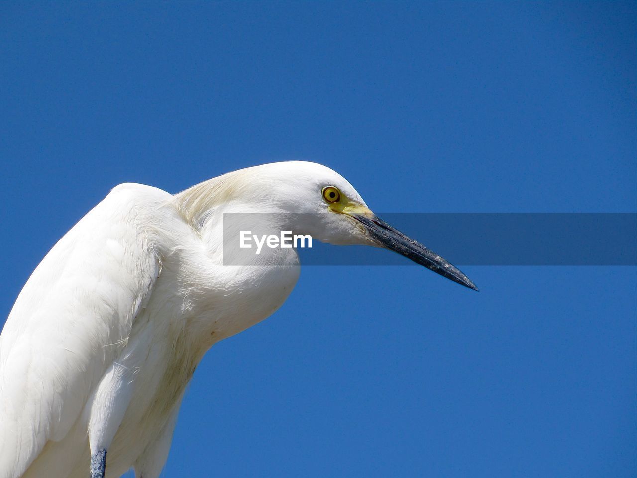 LOW ANGLE VIEW OF SEAGULL AGAINST BLUE SKY