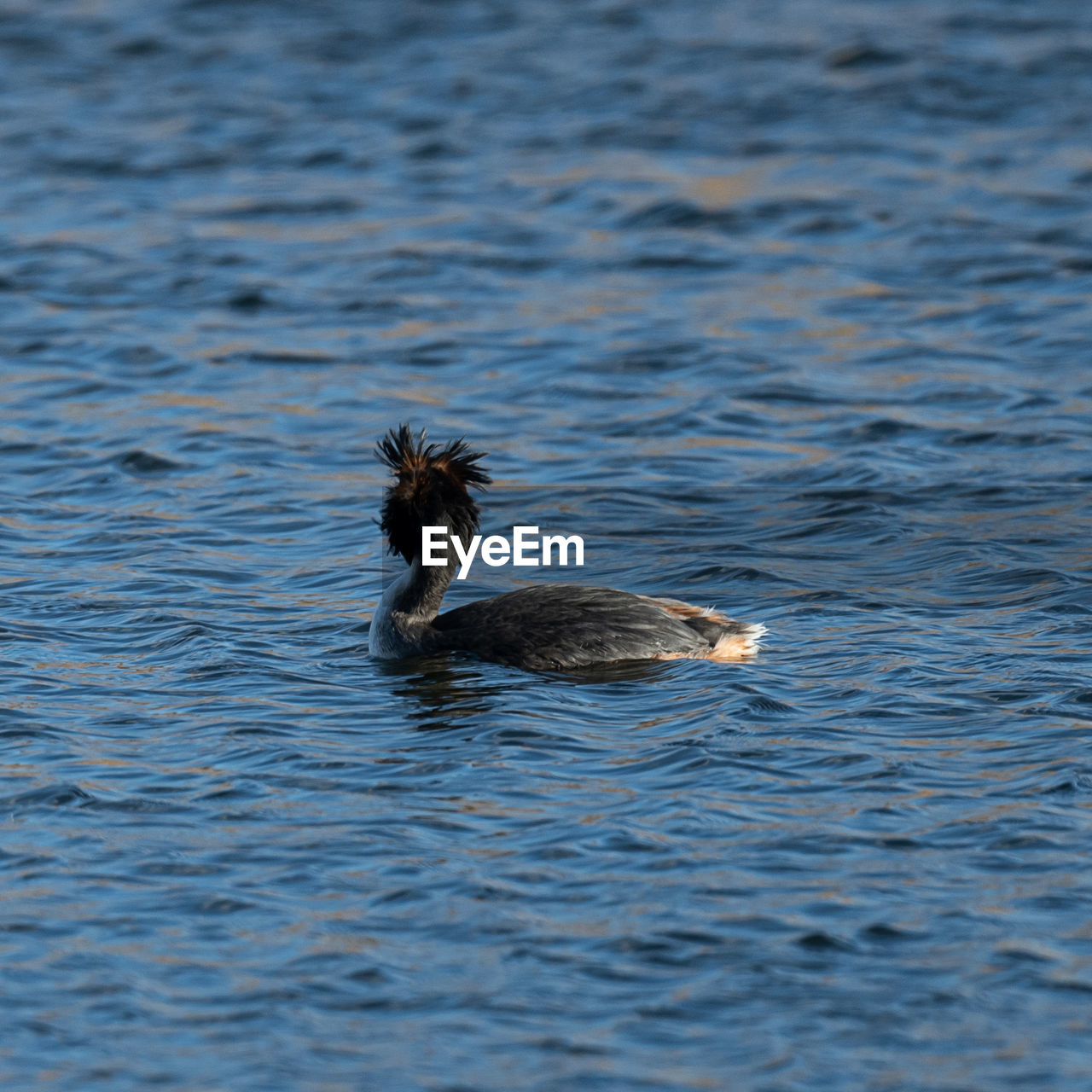 animal themes, animal, animal wildlife, water, wildlife, bird, one animal, swimming, sea, duck, no people, nature, water bird, waterfront, day, rippled, outdoors, ducks, geese and swans, wing, beauty in nature, motion, mammal, beak, poultry, young animal
