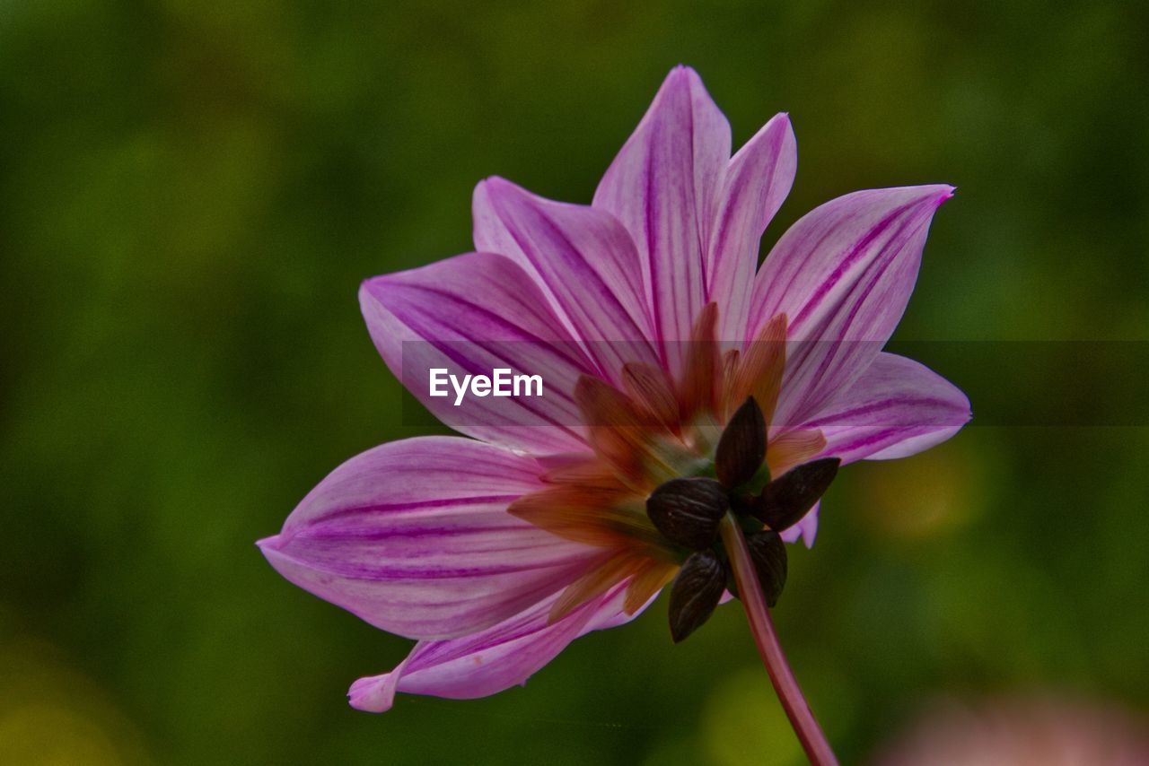 Close-up of purple flower with blurred background 