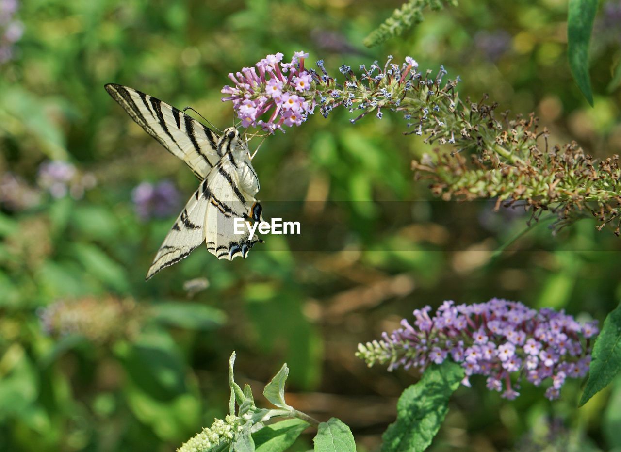 Close-up of butterfly pollinating on purple flowers