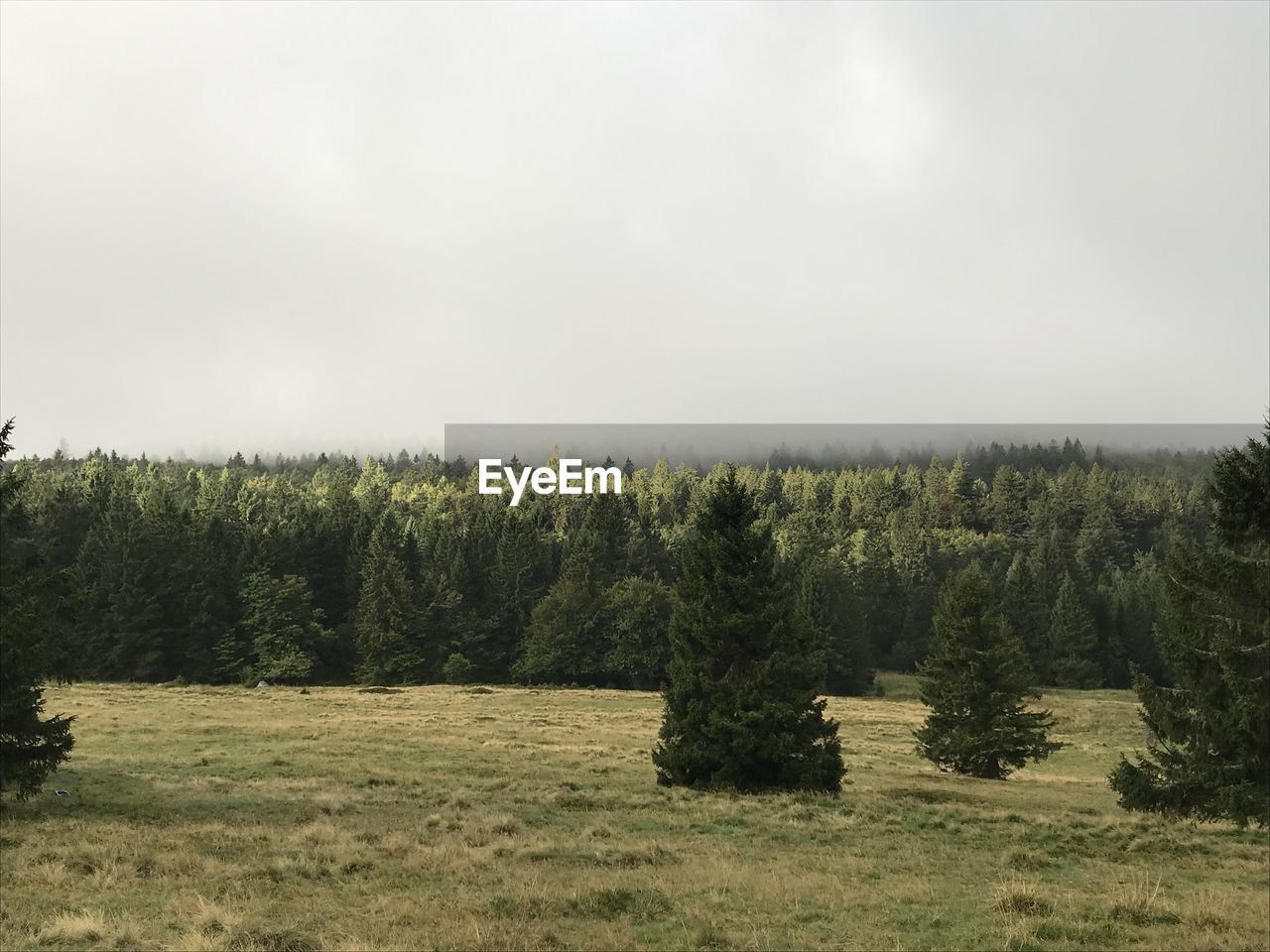 SCENIC VIEW OF PINE TREES IN FOREST