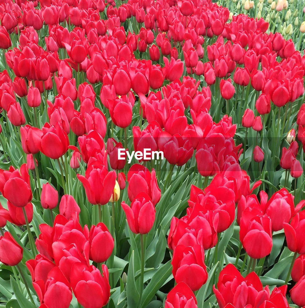 RED FLOWERS BLOOMING IN FIELD